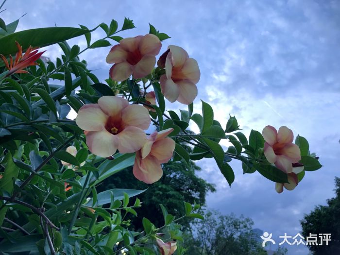 深圳国际园林花卉博览园 都市中的花海绿洲