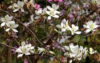 惊蛰 | 深圳，闻所未闻的六个“花花事”