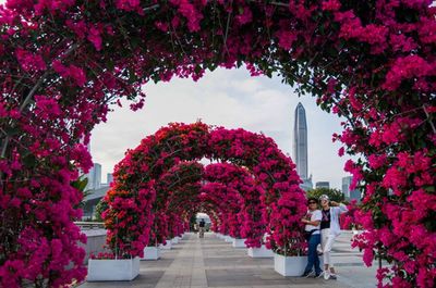 深圳簕杜鹃花展盛装启幕 20万株花卉织就冬日花海