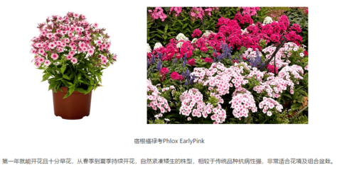 深圳街头的花坛艺术 从城市绿意到人文意蕴的升华