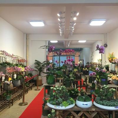 探访深圳龙岗百合花卉小镇 都市里的诗意栖息地