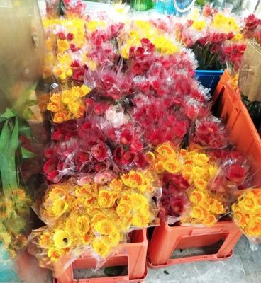 深圳百合花卉小镇游玩攻略 2018年花海漫步与休闲指南