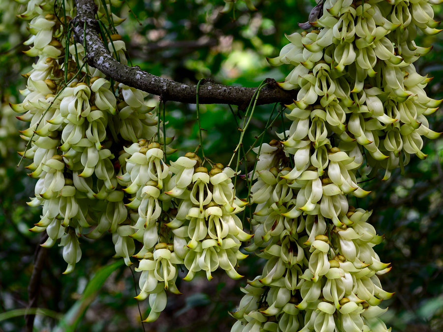禾雀花下，深圳的生态之眼