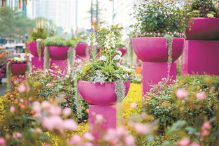 这个春节，罗湖用鲜花“装点”浓浓年味儿