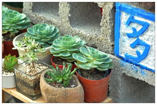 深圳荷兰花卉小镇 鹏城中的郁金香之梦