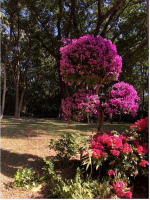 探秘“深圳市花” 簕杜鹃，绽放在鹏城的热情与坚韧