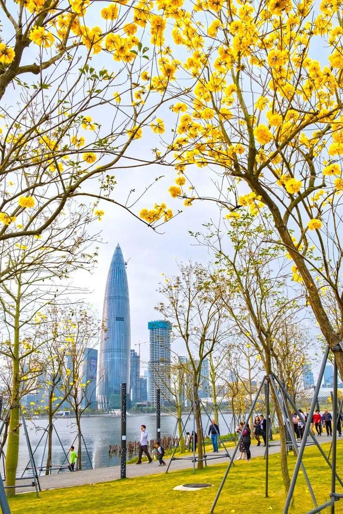 百花争艳，醉美鹏城春色——深圳春日花卉云赏指南