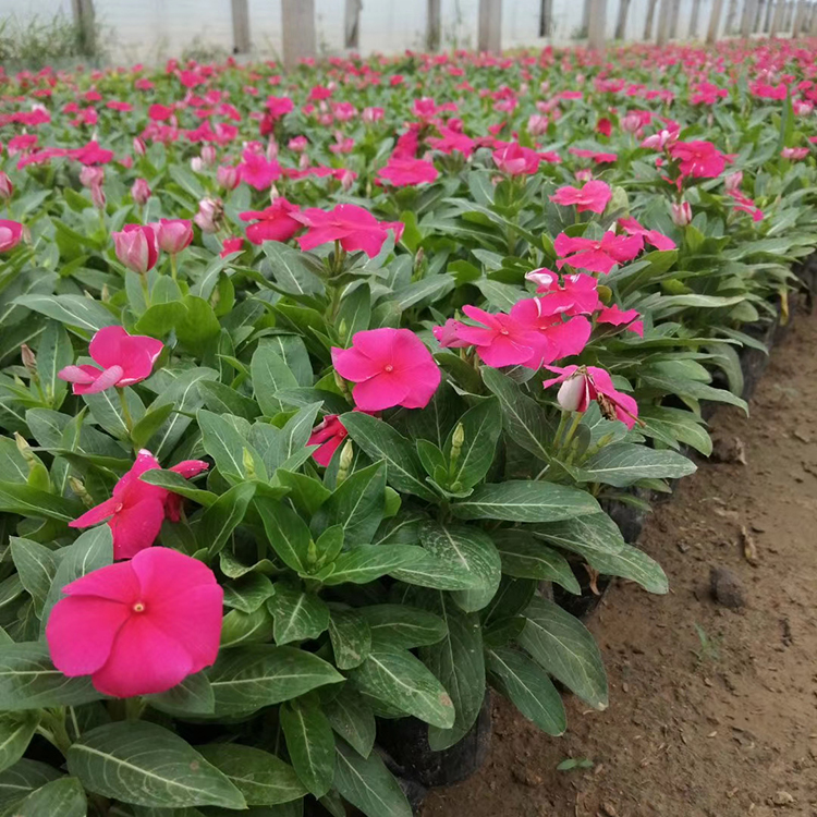 深圳花期长的盆栽花卉 长春花种植基地欢迎订购