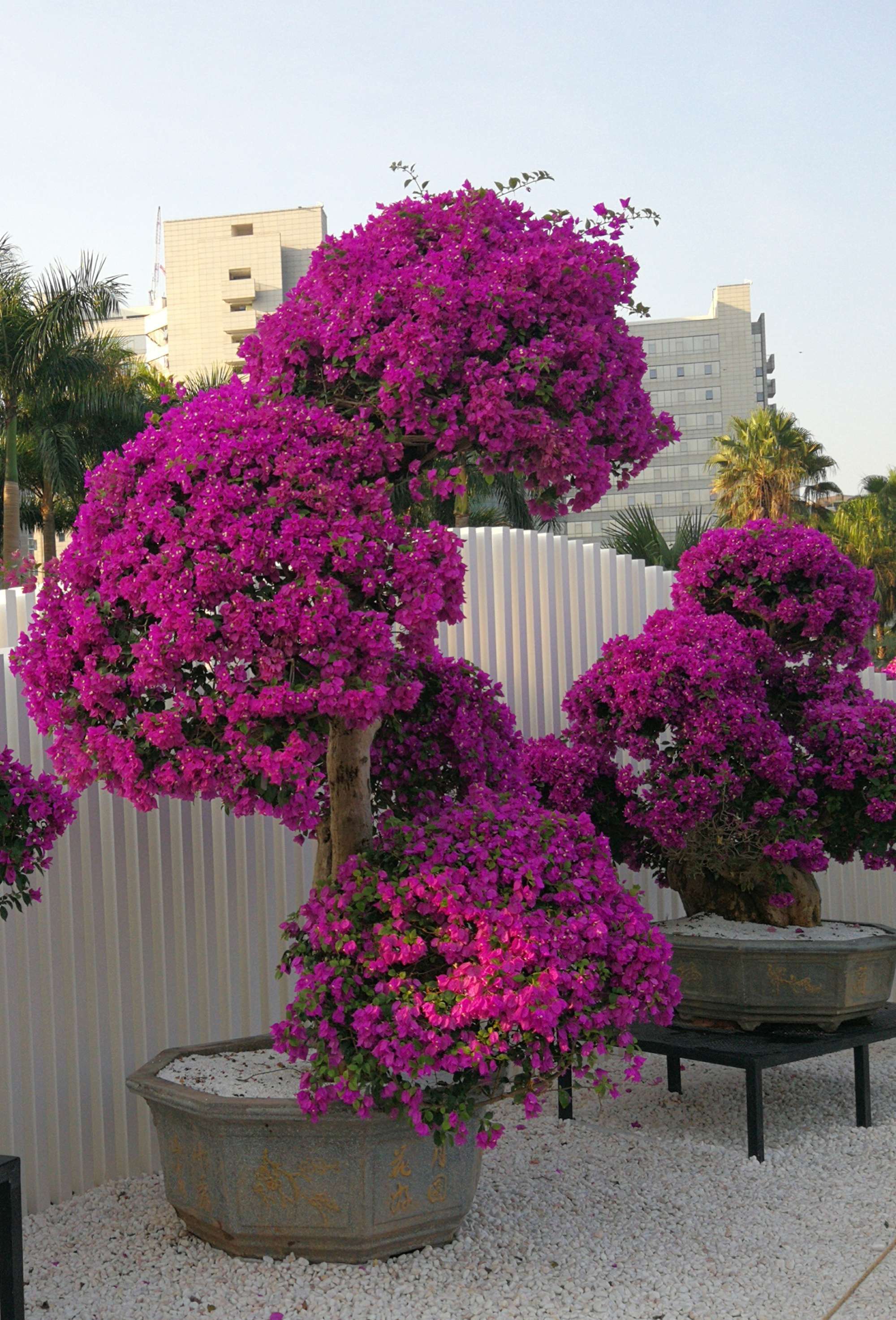 深圳市花簕杜鹃花展——鹏城春日的绚烂交响