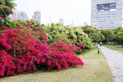 鹏城三月花如海，满城尽带簕杜鹃——深圳春季赏花指南