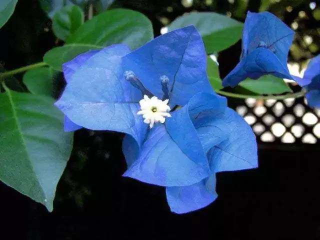 深圳市花簕杜鹃的盛放之美 最佳观赏环境与时节