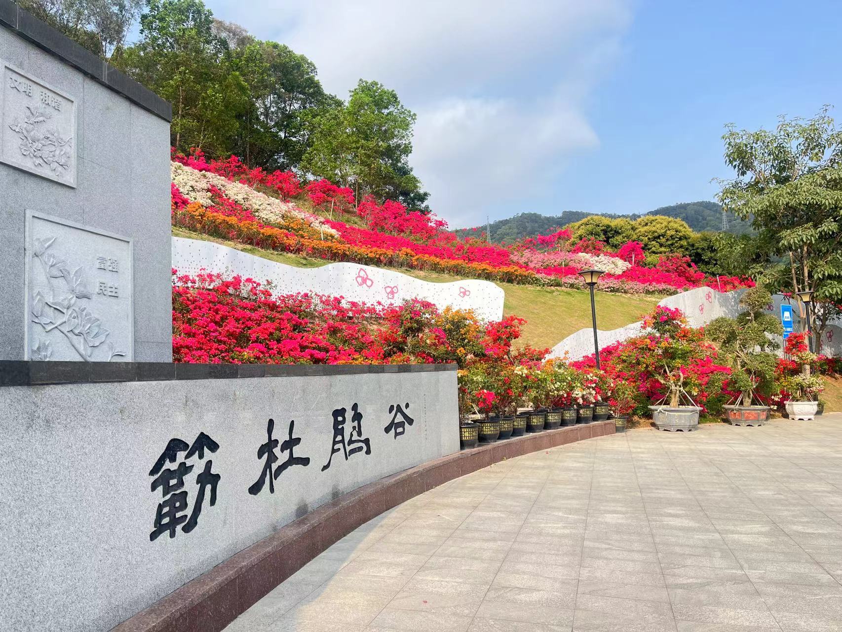 美丽邂逅，紫陌芳华——2023深圳簕杜鹃花展盛放记