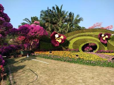 深圳花卉 揭开市花背后的故事与城市花韵