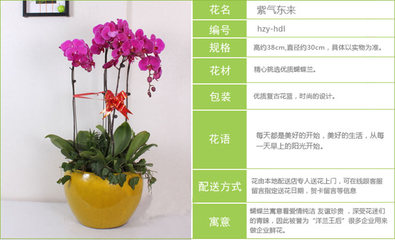 深圳送花新潮流 A级蝴蝶兰，年宵花卉不容错过