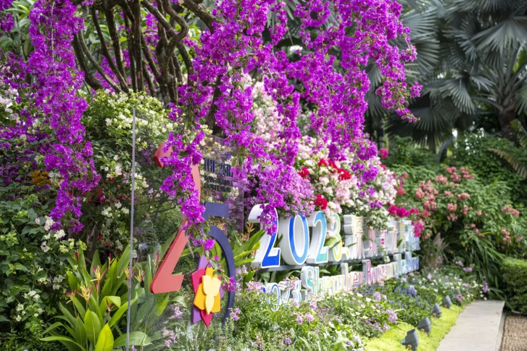深圳的'莫奈花园'！这里的簕杜鹃花开正好