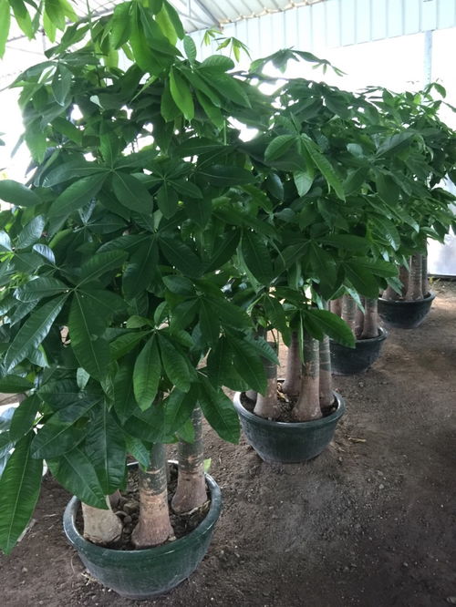 坪地绿意，花木芬芳——探访坪地深惠花木场的绿植租摆美学