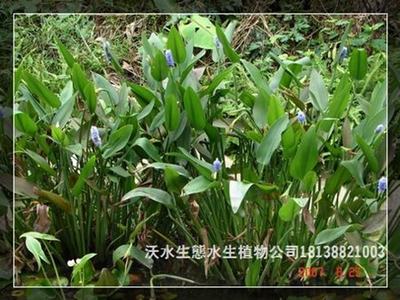 深圳花卉市场全攻略 从购买指南到养护秘籍